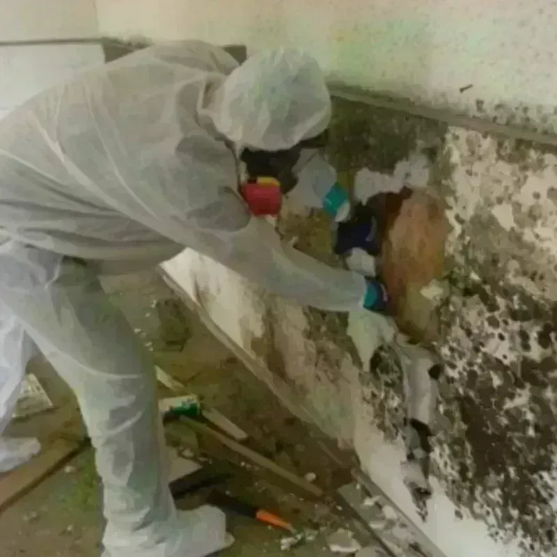 Mold Remediation and Removal in Williston, VT